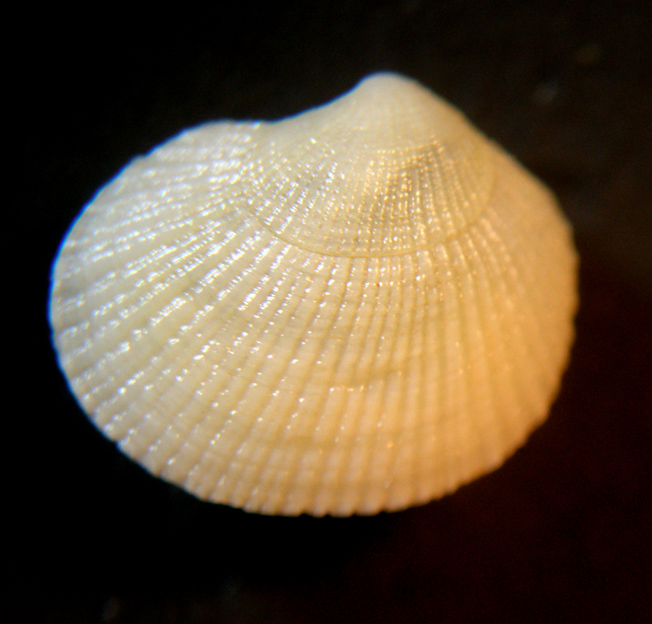 Piccolo bivalve (2)